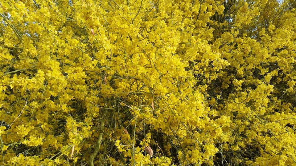 Palo verde trees